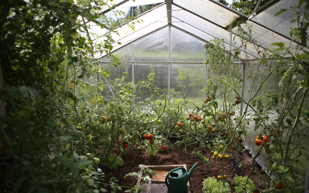 How To Turn Your Backyard Garden into A Successful Business